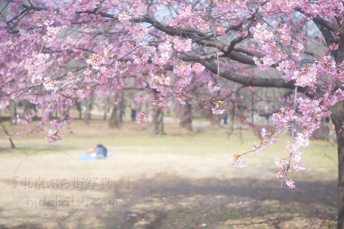 早咲き桜で試し撮り！ Hexar Konishiroku 50mm F3.5  Leica L マウント