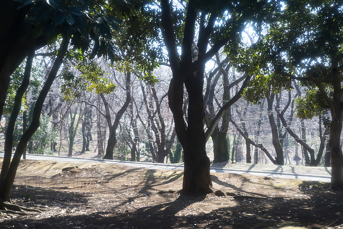 早咲き桜で試し撮り！ Hexar Konishiroku 50mm F3.5  Leica L マウント