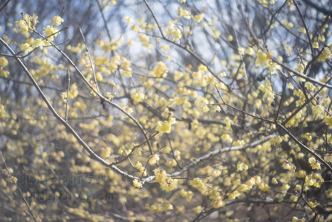 Hexar Konishiroku 50 mm F 3.5 Leica L. Try shooting with early-bloom cherry blossoms!*