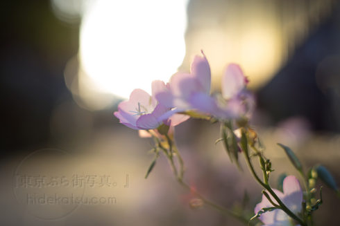 Supreme bokeh, the most delicate and soft lines, Leica Summilux 50mm F1.4 ASPH.