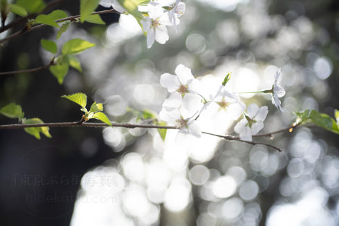 Blooming cherry blossoms with Tessar 50mm Gutta Perca in Yoyogipark